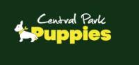 Central Park Puppies image 1